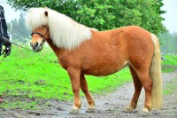 /album/sorbys-zanette/shetlanninponi-2-jpg/